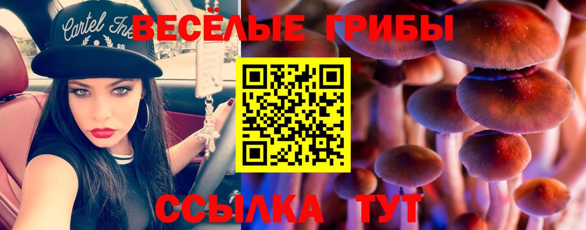 Кировск  Галлюциногенные грибы Psilocybe  Вход с VPN 